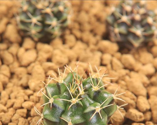 瑞云牡丹仙人球开花吗怎么养？如何促进其开花？