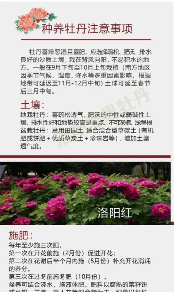 特大朵牡丹花的养护技巧有哪些？如何提高其成活率？