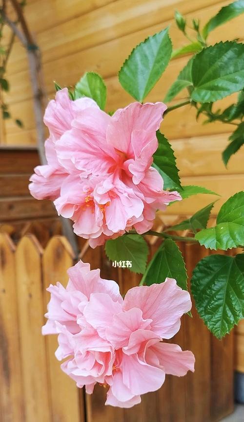 重瓣朱槿花和牡丹花的区别是什么？如何正确养护重瓣朱槿花？