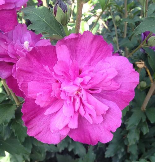 重瓣朱槿花和牡丹花的区别是什么？如何正确养护重瓣朱槿花？