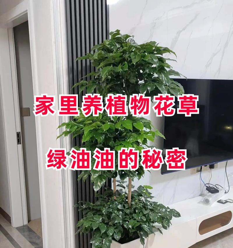 君子兰多肉迷你花盆种植技巧？