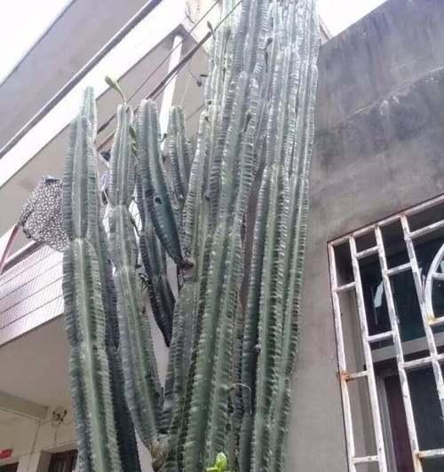 仙人球打顶的原因和好处是什么？