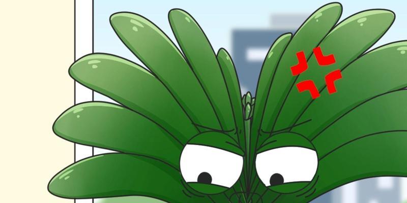 君子兰掉花苞了怎么办？