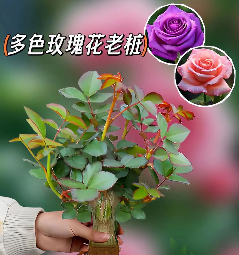 如何养出盛开的玫瑰花？玫瑰花养护的秘诀是什么？