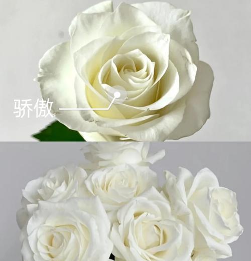 冬季白玫瑰花的养护要点是什么？