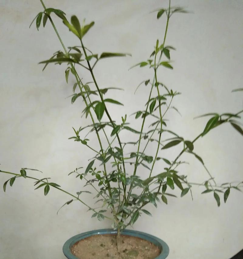 牡丹花如何培育小苗？有哪些步骤和注意事项？