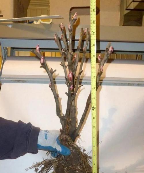 牡丹花如何培育小苗？有哪些步骤和注意事项？