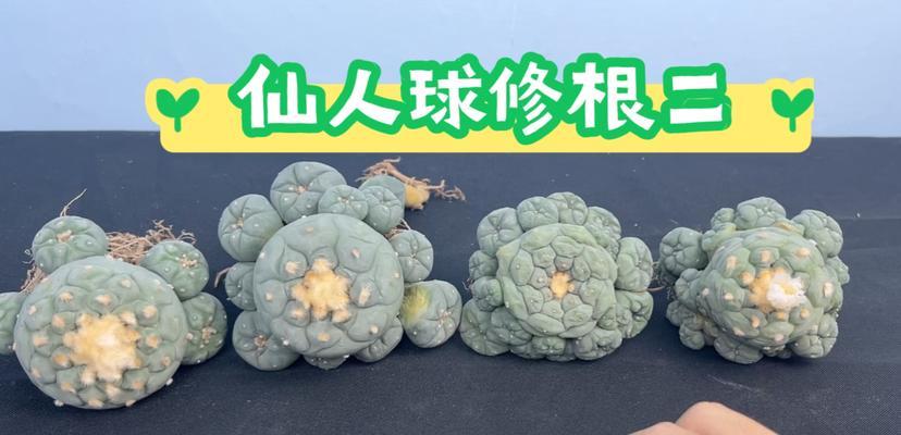 仙人球修根后再种植的利弊是什么？正确的种植方法有哪些？
