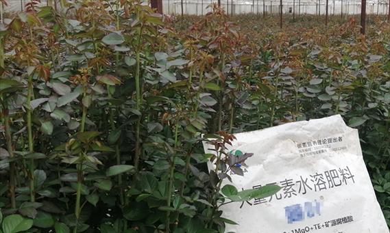 室外种植玫瑰花的肥料选择和使用方法是什么？