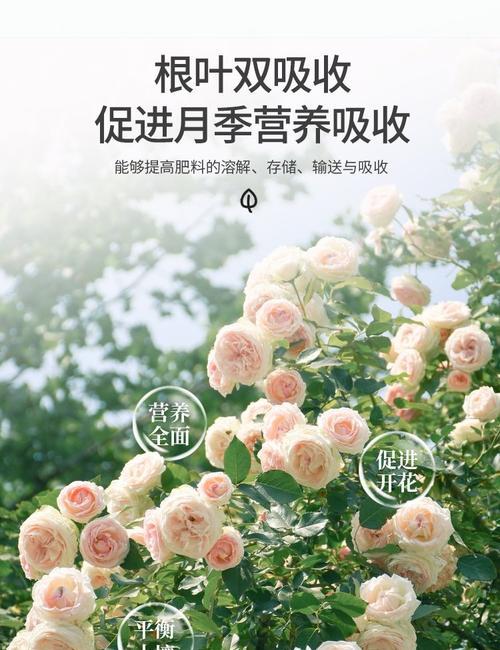 室外种植玫瑰花的肥料选择和使用方法是什么？