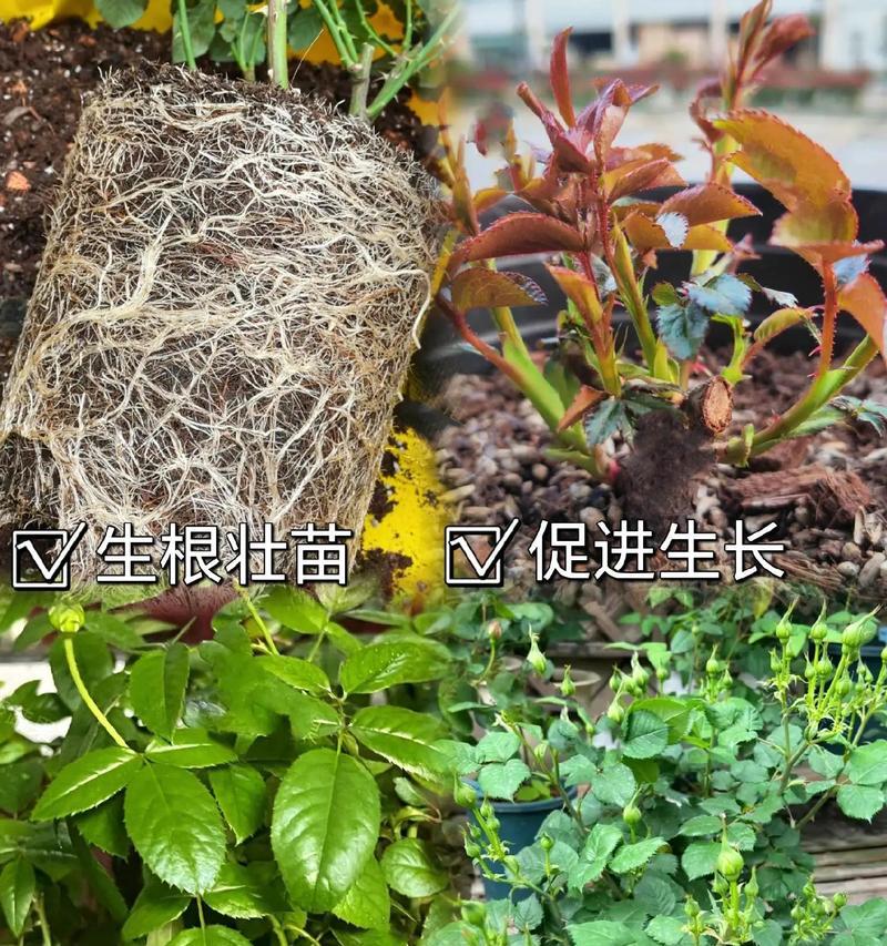 室外种植玫瑰花的肥料选择和使用方法是什么？