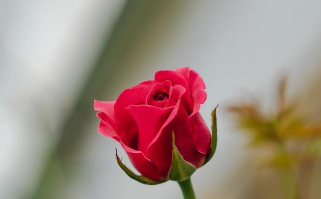 地里玫瑰花种植方法是什么？多久能开花？