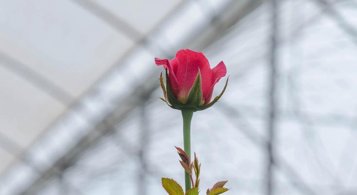 地里玫瑰花种植方法是什么？多久能开花？