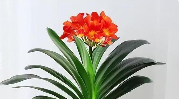 大型君子兰的品种有哪些？