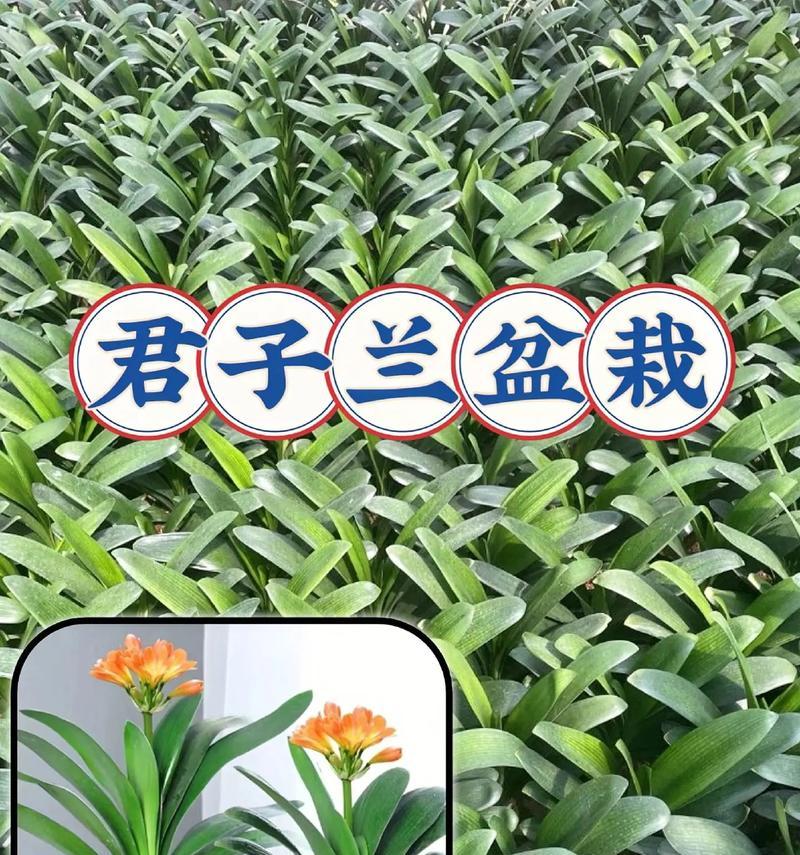 君子兰换土后根部浇水需要注意什么？