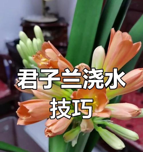 君子兰换土后根部浇水需要注意什么？