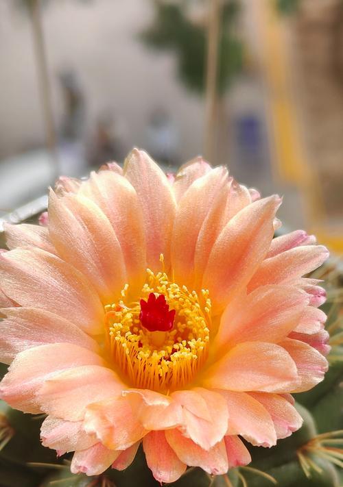 仙人球花苞的正确处理方式是什么？如何利用花苞进行繁殖？