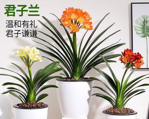 室内君子兰小绿植多久能开花？