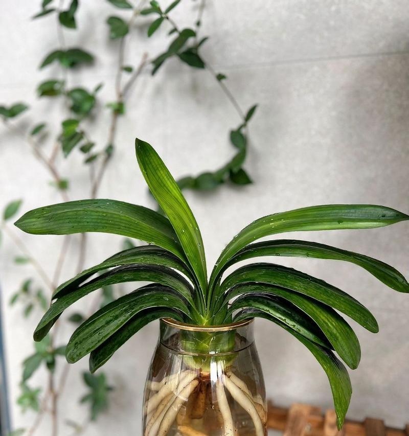 室内君子兰小绿植多久能开花？