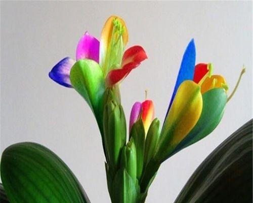室内君子兰小绿植多久能开花？