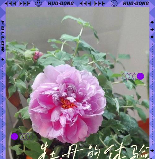 牡丹花的最佳肥料是什么？如何正确施肥？