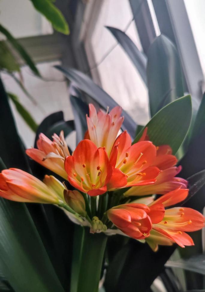 君子兰含花苞时的正确养护方法是什么？