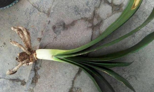 君子兰杜鹃花泥的正确使用方法是什么？