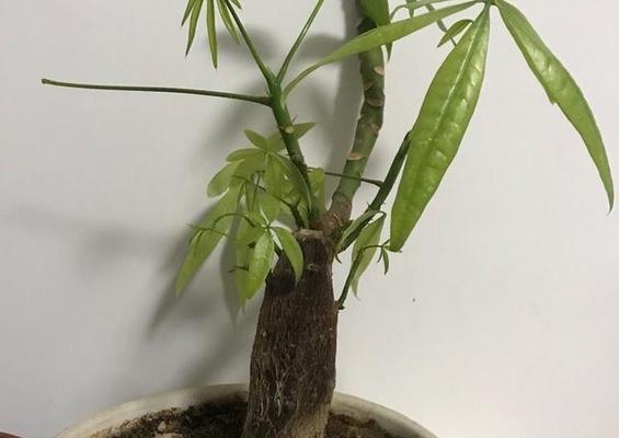 君子兰杜鹃花泥的正确使用方法是什么？