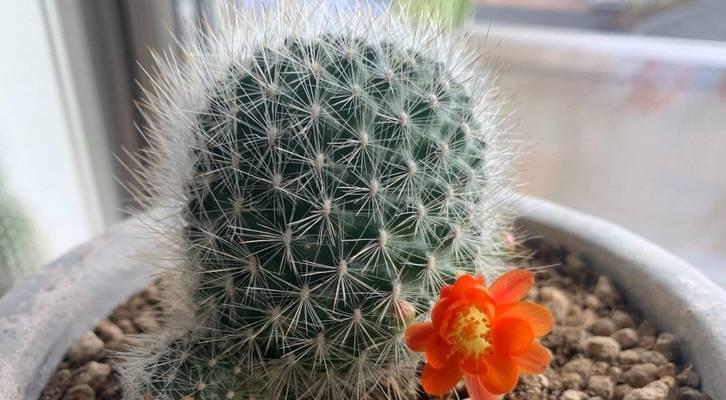 广东冬天仙人球如何养护才能开花？