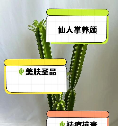 仙人掌嫩芽细长问题解决？如何促进健康生长？