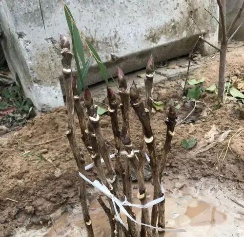 牡丹花不剪枝的原因是什么？