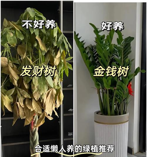 仙人掌适合施用什么肥料？浇水的正确时机和方法是什么？