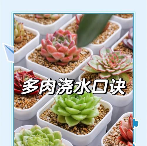 仙人掌适合施用什么肥料？浇水的正确时机和方法是什么？