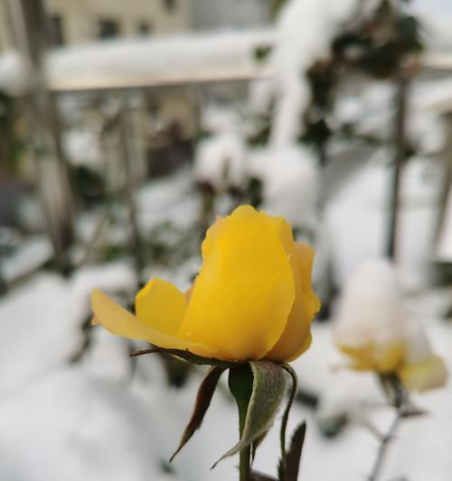南方如何养护雪玫瑰花？