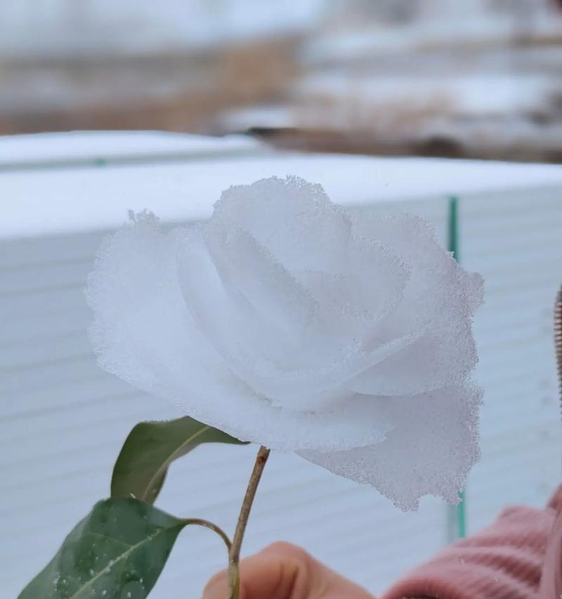 南方如何养护雪玫瑰花？