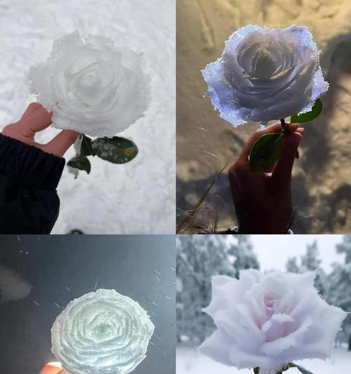 南方如何养护雪玫瑰花？