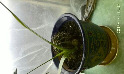 仙人球叶子合成的正确步骤是什么？