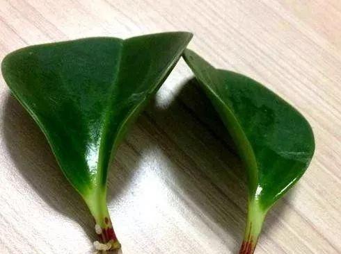 仙人球叶子合成的正确步骤是什么？
