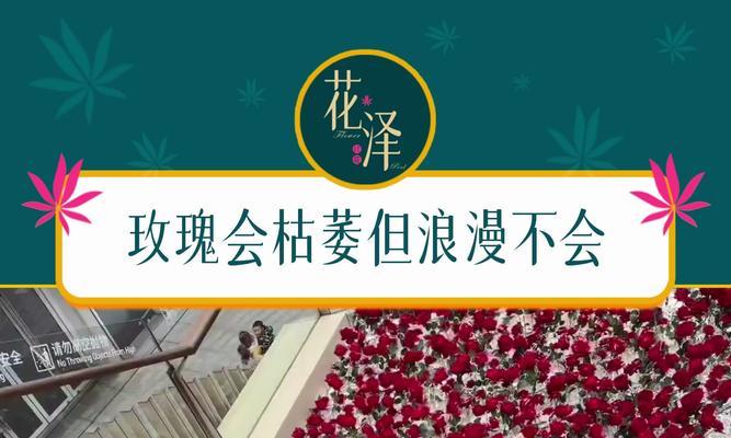 玫瑰花枯萎的原因及预防措施是什么？