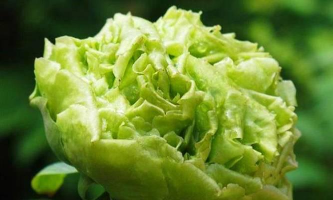 牡丹花需要施肥料吗？施肥料对牡丹花有什么好处？