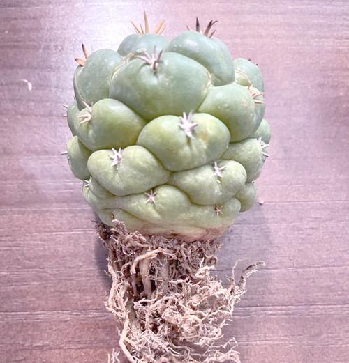 白小丁仙人球如何促进侧芽生长？有哪些有效的方法？