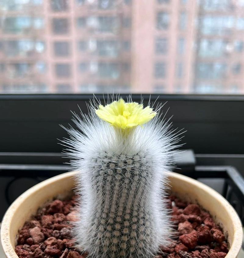 白小丁仙人球如何促进侧芽生长？有哪些有效的方法？