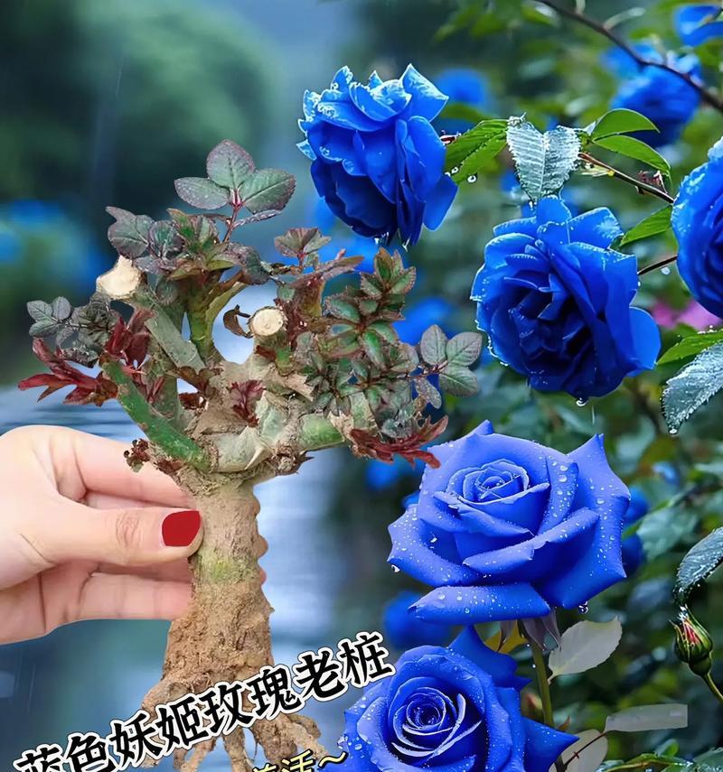 蓝色的玫瑰花水培方法是什么？水培蓝色玫瑰花需要注意什么？