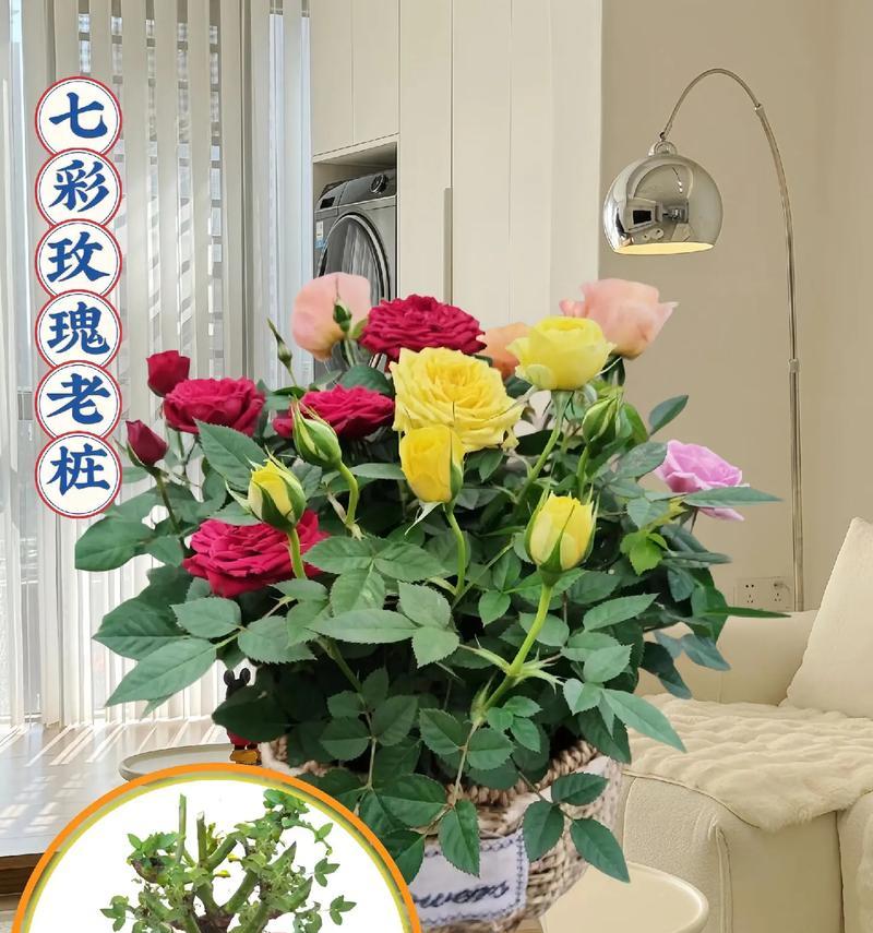 玫瑰花种植时应该选择哪种盆栽？