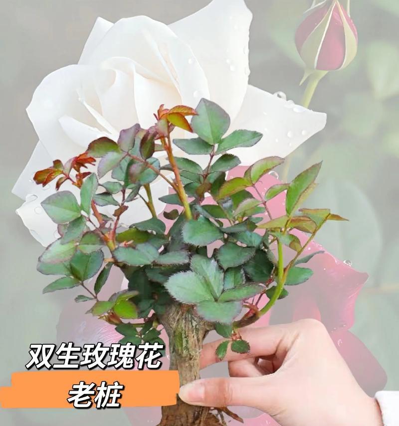 玫瑰花种植时应该选择哪种盆栽？