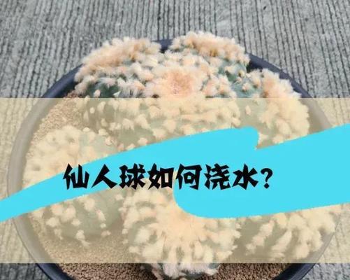 仙人球的正确浇水和施肥方法是什么？