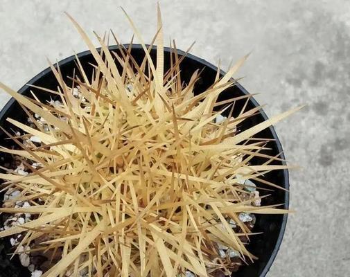 仙人球的正确浇水和施肥方法是什么？
