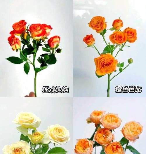 哪种玫瑰花品种最昂贵美丽？如何鉴别？