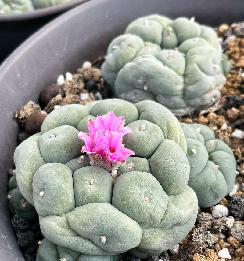 仙人球合成花苞的秘诀是什么？怎样才能成功诱导花苞？