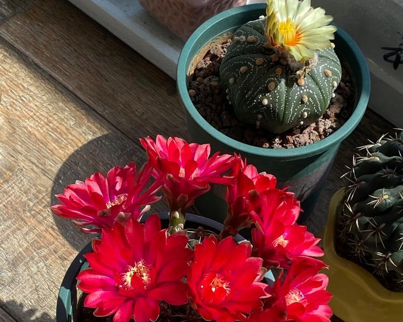 仙人球合成花苞的秘诀是什么？怎样才能成功诱导花苞？
